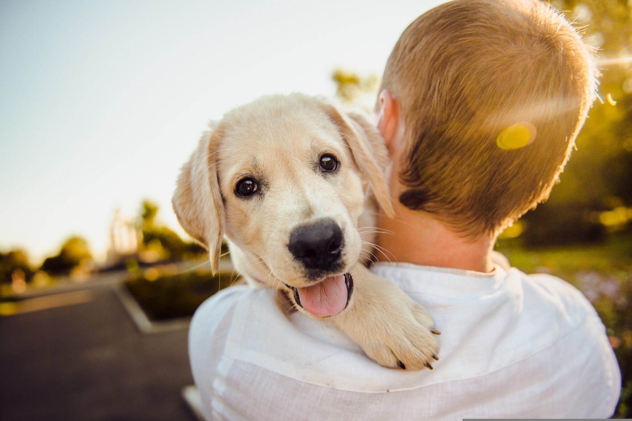 primer plano de un perro golden cachorro que lleva en brazos un chico que está de espaldas