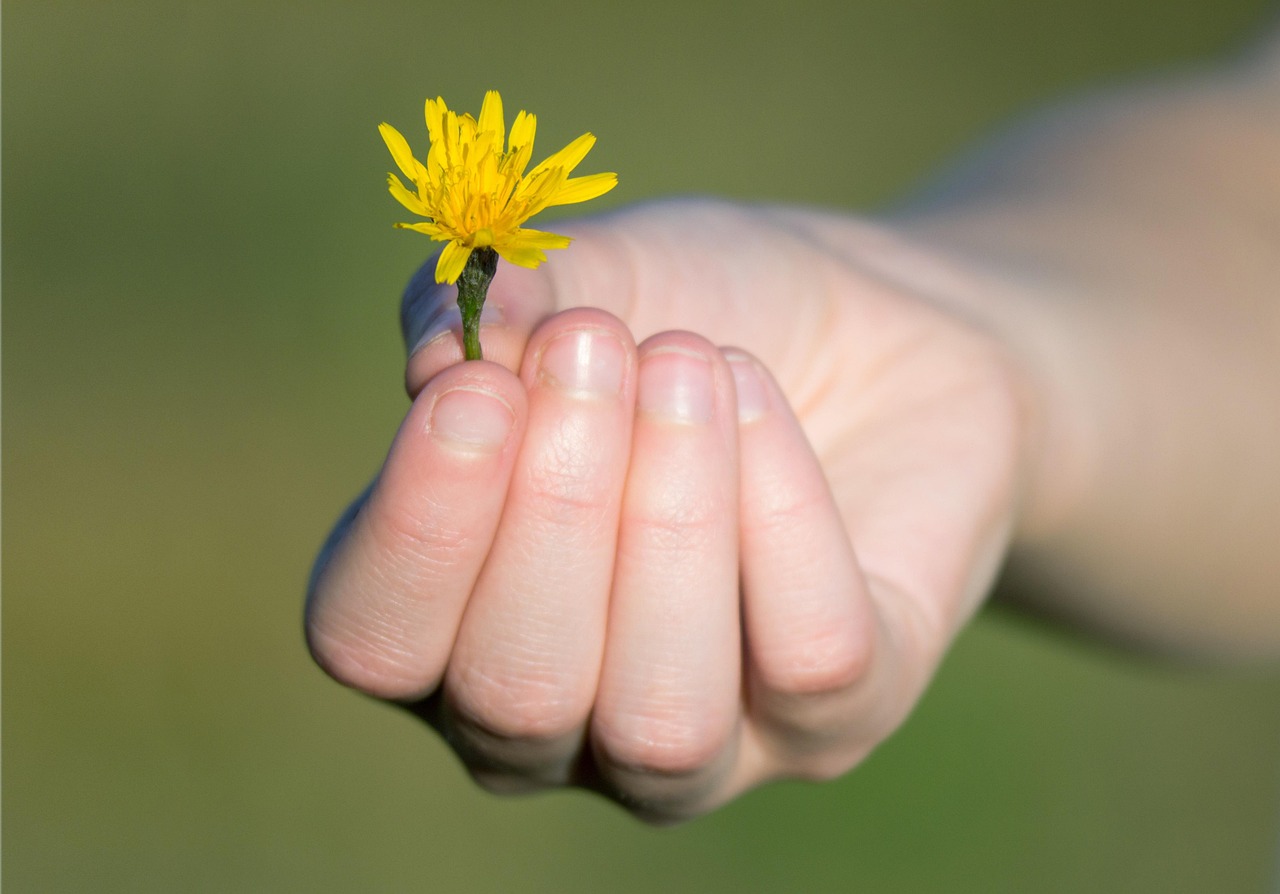 Sobre un fondo verde desenfocado, se ve una mano que sostiene una flor silvestre de colore amarilla