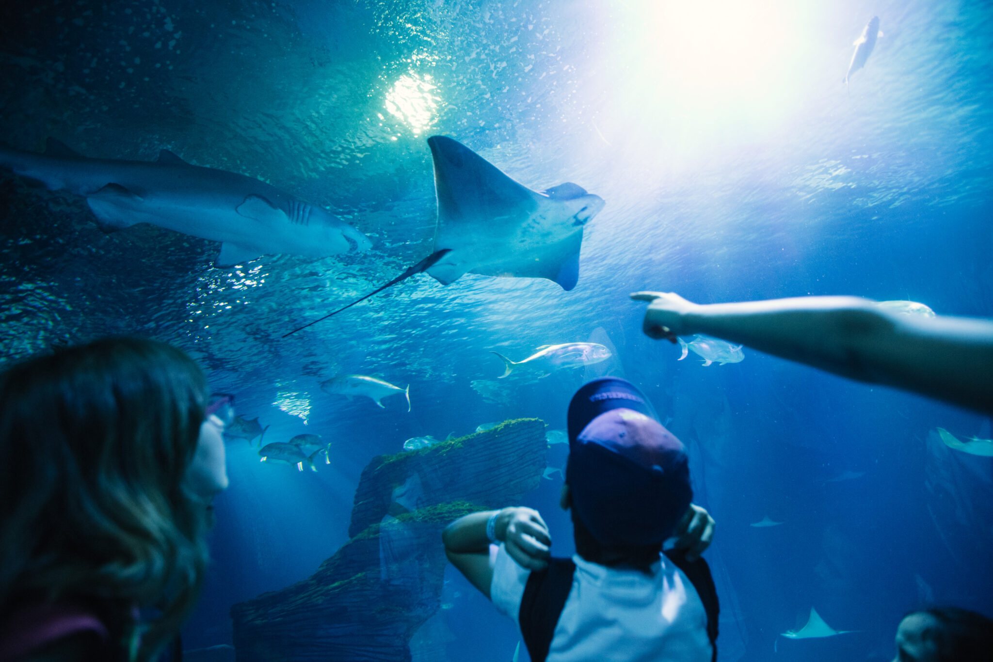 niños de espaldas en el acuario de oceanografic con un tiburón y una mantaraya