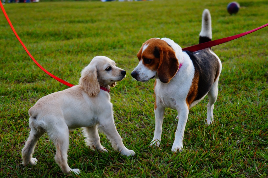 Decalogo-de-como-quidar-mi-parque-blog-perros