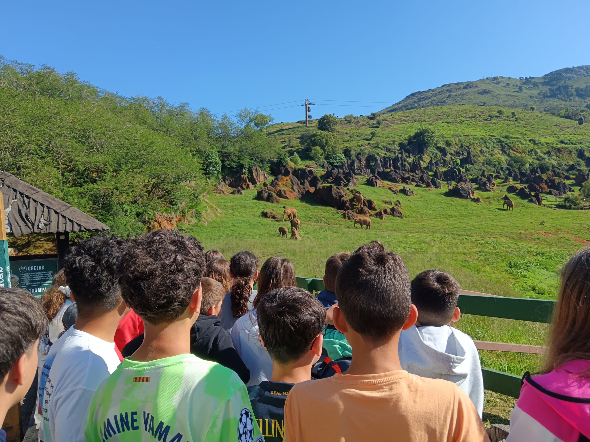 grupo de primaria de espaldas en cabarceno viendo elefantes