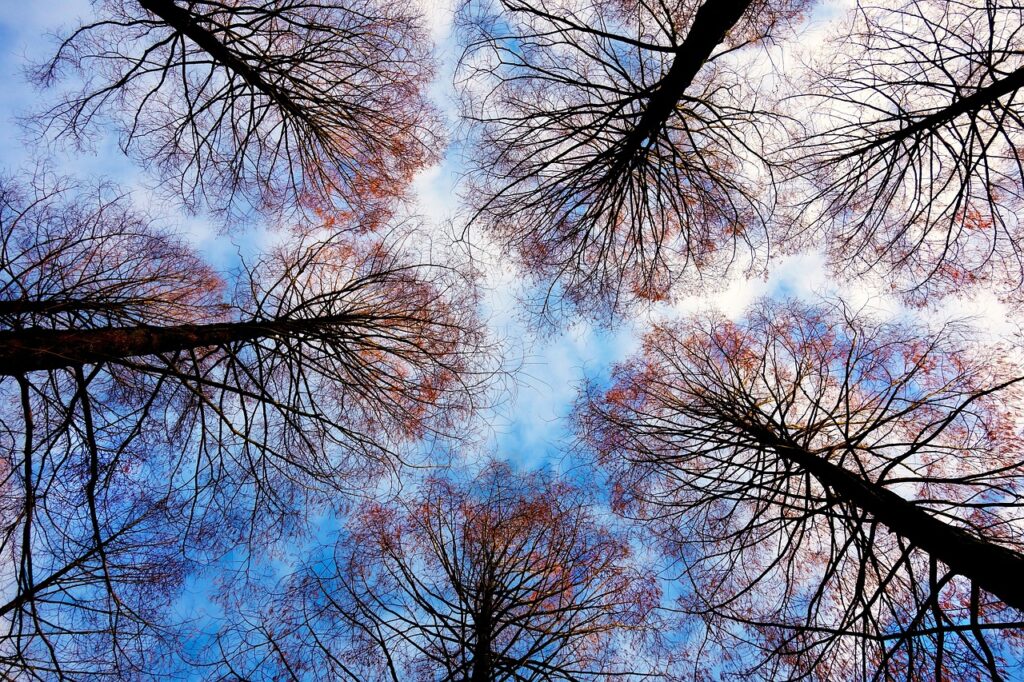 como-el-contacto-con-la-naturaleza-mejora-la-salud