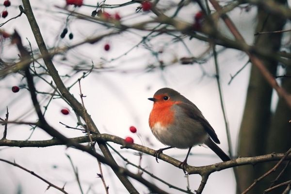 animales-bosque-blog-naturaleza