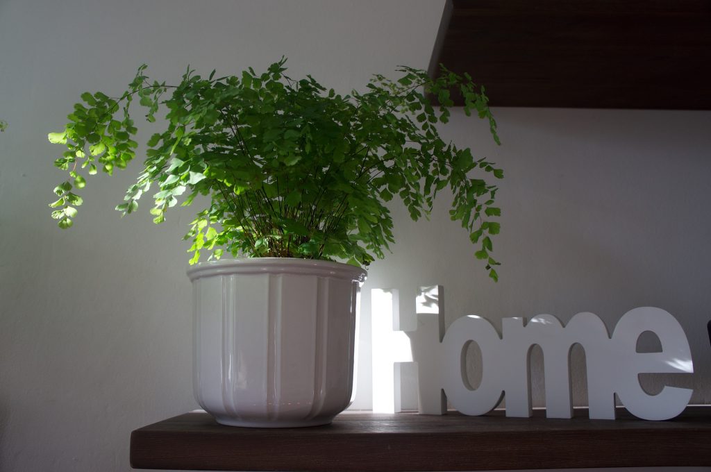 Soy-ecologico-en-pequeñas-acciones_plantas