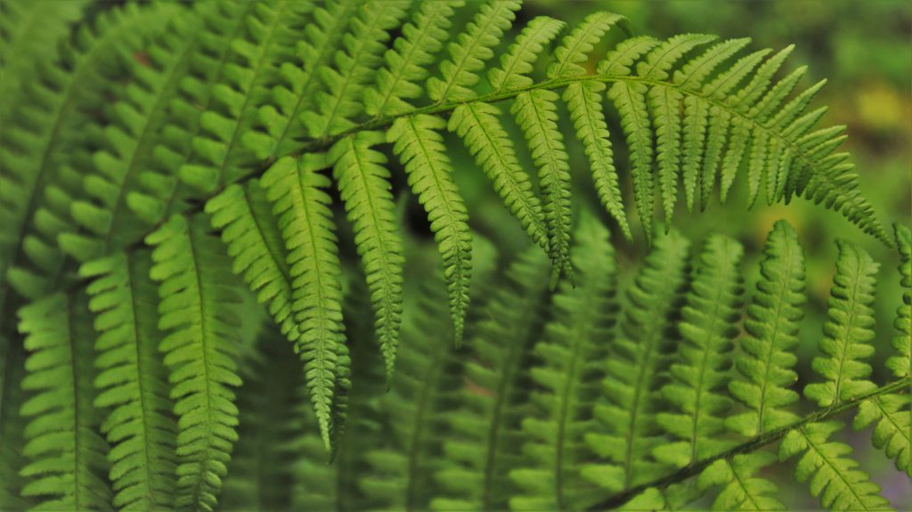 Soy-ecologico-en-pequeñas-acciones_plantas_portada
