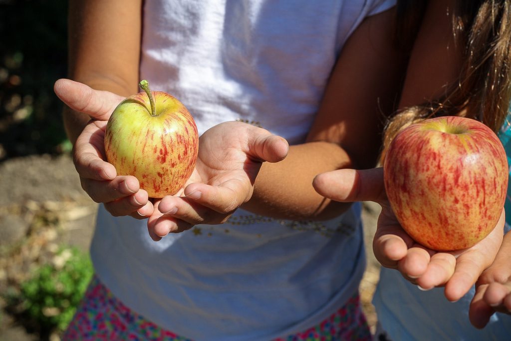 alimentacion-recreo-blog-fruta