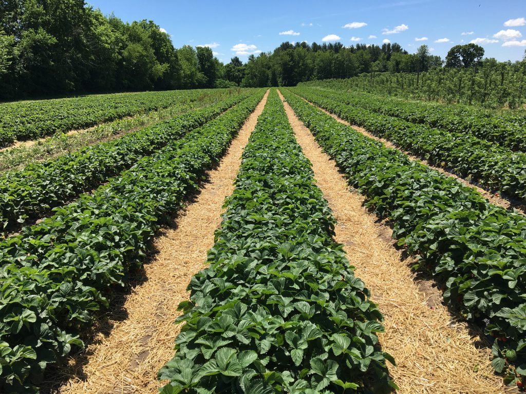 consejos-ecologicos-cuando-viajo-blog-agricultura