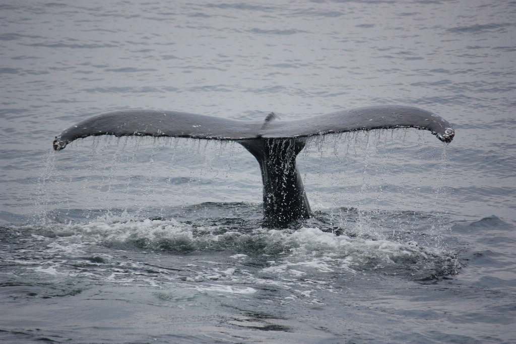 Me-ayudas-a-cuidar-los-oceanos-blog-ballena