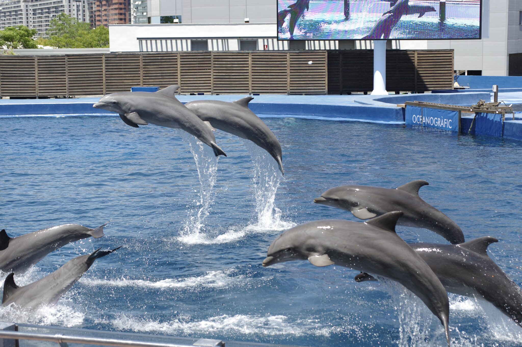 delfines saltando en el oceanografic