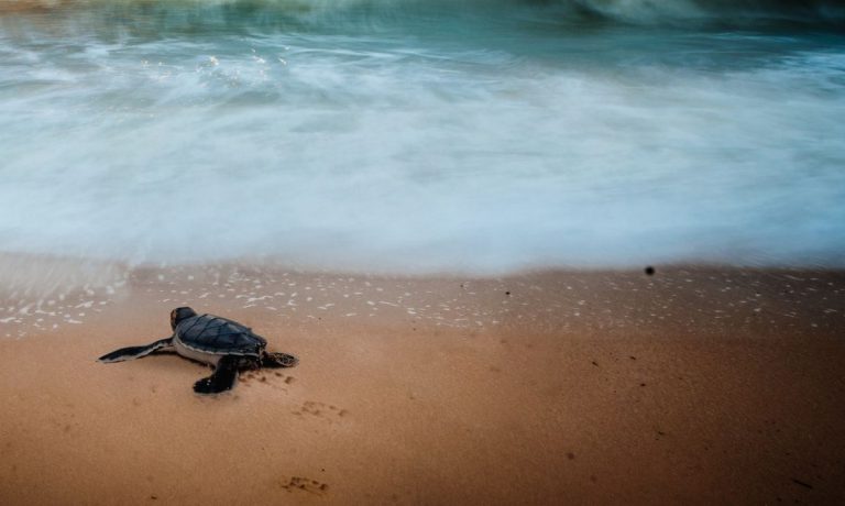 Crowfunding-la-gran-aventura-de-la-tortuga-Gali-blog-portada